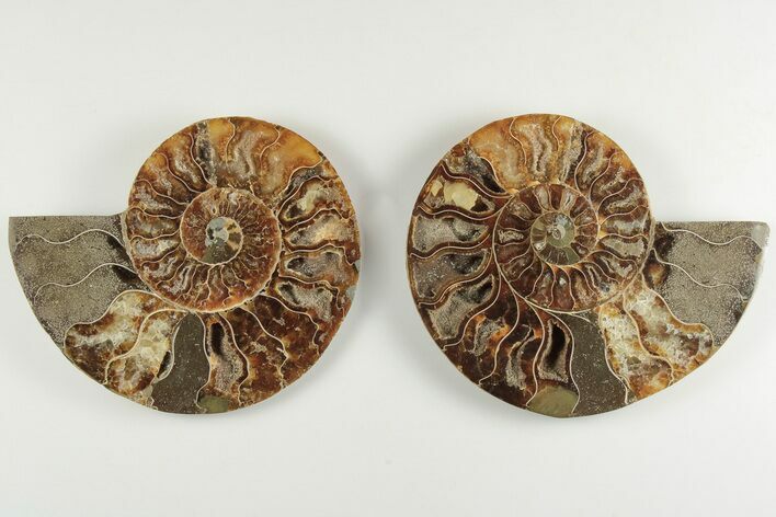 4.55" Cut & Polished, Agatized Ammonite Fossil - Madagascar